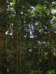 Image result for Mostuea brunonis