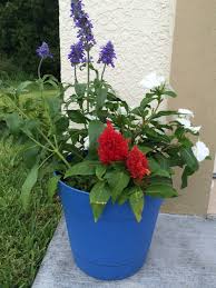 Red Celosia Blue Salvia And White Impatiens Redwhiteandblue Container Flowers Container Plants White And Blue Flowers