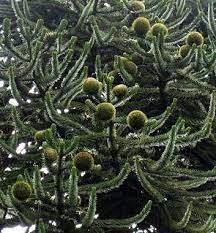 The tree is a south american native and suitable for growing in u.s. Top 10 Endangered Trees Toptenz Net Monkey Puzzle Tree Monkey Puzzle Bonsai Tree Types