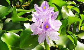 Selain dikenal dengan nama eceng gondok, di beberapa daerah di indonesia, eceng gondok mempunyai nama lain seperti di daerah palembang dikenal dengan permukaan daunnya licin dan berwarna hijau. Eceng Gondok Selain Menjernihkan Air Banyak Manfaatnya Loh Untuk Kesehatan Winnetnews Com