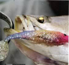 Cara memancing ikan kakap putih sangat jauh berbeda dengan teknik memancing ikan kakap merah. Angler S File