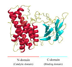 A publication from the food safety and inspection service (fsis), part of the united states department of agriculture (usda), that assesses the risks associated with the bacterium clostridium perfringens. Effect Of Macrolide Antibiotics On Biological Activities Induced By Clostridium Perfringens Alpha Toxin Intechopen