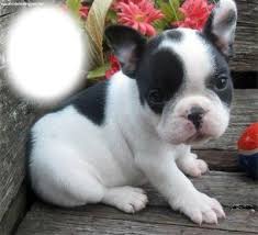 A stanley coren „s az intelligencia dogs. Photo Montage Francia Bulldog Pixiz