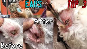 How do you get wax off of a harth? The Worst Dog Ears I Have Ever Seen Top 3 Youtube