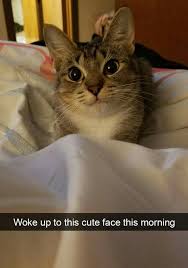 Pin By Molly Welch On Animals Funny Cats Cute Animals Funny Animals