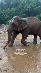 Bloated Elephant | TikTok