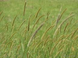 Image result for Setaria longiseta