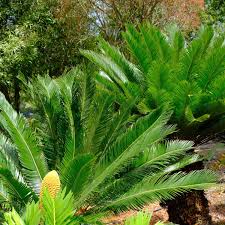Image result for Cycas