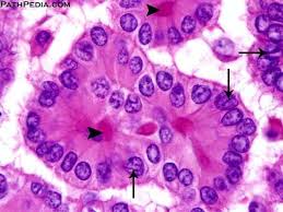 Check spelling or type a new query. Thread By Davidsteensma Here S A Thread About The Nucleus No Professor Ernest Rutherford Not The