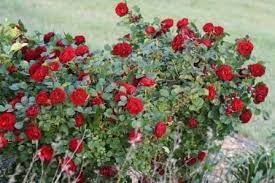 Zone 3 Rose Bushes Garden Musings Hope For Humanity Shrub Roses Bush Garden Rose Bush