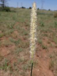 Image result for Anthephora pubescens