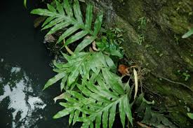 Image result for Microsorum scolopendria