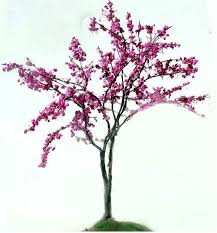 Redbud trees, or cercis canadensis, are a type of north american tree that bloom in the spring. Pin Oleh Pat Ferguson Di Art Inspirations