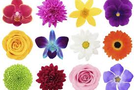 Both types depend on queen bees who lay all of the eggs for the group. Livingly On Twitter How Many Different Kinds Of Flowers Can You Name Https T Co Jgjxmirhsk Trivia Testyourknowledge