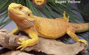 Black Bearded Dragon For Sale Uk Own A Lemon Fire Bearded Dragon Bearded Dragon Baby Bearded Dragon Bearded Dragon Cute