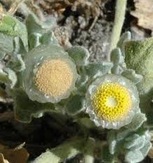 Image result for Helichrysum argyrosphaerum