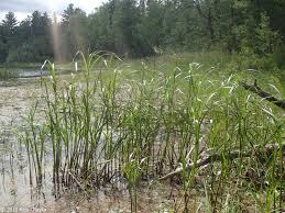 Image result for Bolboschoenus