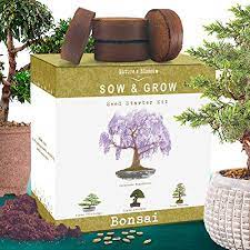 A potted bonsai starter plant presented in a ceramic pot. Amazon Com Nature S Blossom Bonsai Tree Kit Grow 4 Types Of Miniature Trees From Seed A Complete Indoor Gardening Bonsai Tree Types Bonsai Tree Tree Seeds