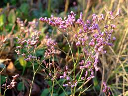 Pin On Flower