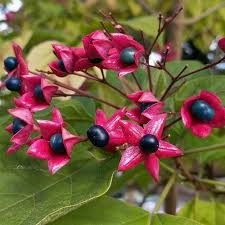 Image result for Clerodendrum rotundifolium