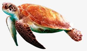You can also download other live wallpaper in case you don't find this lwp suitable for you, we had a vast lwp collection for your smart phone so, check the breathtaking image for your smartphone background, and you will. Sea Turtle Png Images Free Transparent Sea Turtle Download Kindpng
