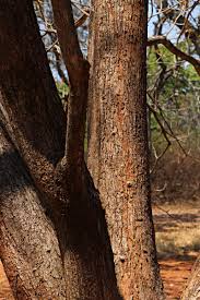 Image result for Sterculia tragacantha