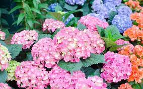 How To Change The Color Of Hydrangea Flowers Garden Lovers Club Hydrangea Flower Hydrangea Colors Flower Garden