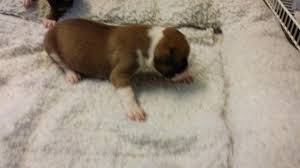 Check spelling or type a new query. Boxer Puppies For Sale Florida Page 4
