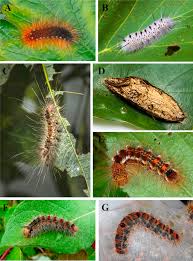 Creature rapidly extends 'tentacles' when it senses a loud noise. Lymantriidae An Overview Sciencedirect Topics