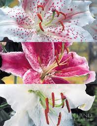 White stargazers have very large, showy blooms with petals that curl back at the tips. White Stargazer Lily Collection White Oriental Lily Stargazer Lily