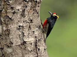 Pin En Spechten Woodpeckers Piciformes Picidae