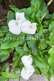 Image result for Xerophyta zambiana