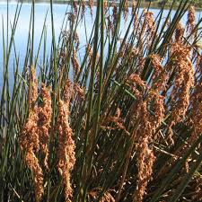 Image result for Schoenoplectiella articulata