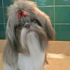 The rainbow of shih tzu coat colors is a fascination for most shih tzu owners, and once buyers realize they have so many choices, that. Shih Tzu Coat Colors