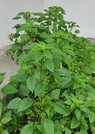 Image result for Acalypha fruticosa