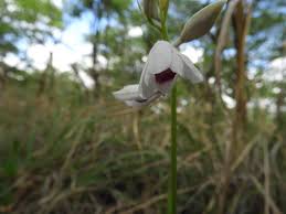 Image result for Orthochilus