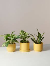 Low Light Plants Monthly Subscription Low Light Plants Indoor Plant Wall Plant Wall Decor