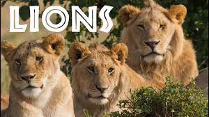 Watch this lovely kids' rhyme on lion. All About Lions For Children Animal Safari Videos For Kids Freeschool Youtube