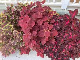 Image result for Coleus foliatus