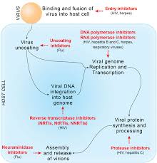 Image result for Nucleoside Reverse Transcriptase Inhibitor
