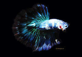 It can a nice surprise and it makes keeping. Blue Green Marble Halfmoon Released Bettasplendid Com