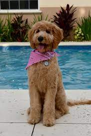 Pic source 12 reasons why you should never own goldendoodles. Our Doodle Daisy Got Her First Haircut Today Goldendoodles