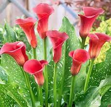 Calla Lilies Order Bulk Mini Callas At Wholesale Discounted Prices Calla Lily Flowers Calla Lily Calla Lily Wedding Flowers
