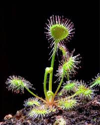 Image result for Drosera burkeana
