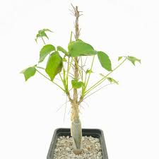Image result for Commiphora
