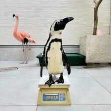 ペンギン 飼育