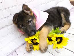 Found 1 german shepherd puppies ads from kansas, us. German Shepherd Dog Female Black And Tan 2973387 Petland Wichita Ks