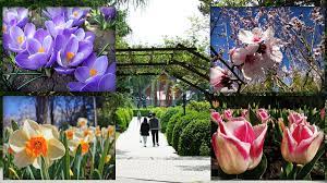 Situat în oraș, este comod amplasată la marginea oraşului chişinău (sectorul botanica), în apropierea cunoscutelor porţile oraşului, gradina botanică a fost fondată în anul 1950. Acestea Sunt Ultimele TransformÄƒri Din GrÄƒdina BotanicÄƒ Din IaÈ™i Totul Este Surprins In SecvenÈ›e È™i Imagini Spectaculoase De ColecÈ›ie Galerie Foto Exclusiv