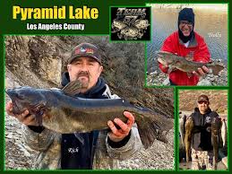 Maybe you would like to learn more about one of these? Pyramid Lake Ca Fish Report Caswell Ca Los Angeles County