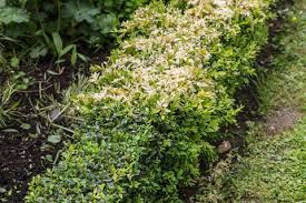 Wenn man es richtig macht, kommen da schnell einige stunden zusammen. Immergrune Straucher Mein Schoner Garten
